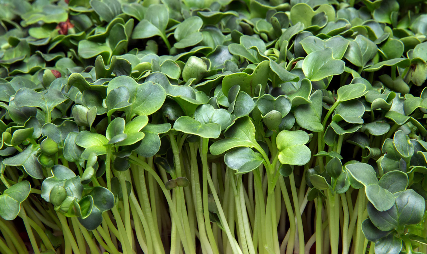 1st Micro Greenery